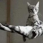 that brother's floating