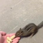 Chipmunk laughter