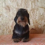 Какой результат 5opka