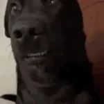 okh-zria-ia-tuda-polez