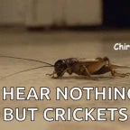crickets