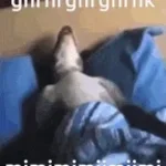 snore-mimimimimimi