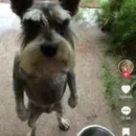 The real most devious fart (copy)