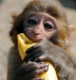 theres a monkey in my bathroom!