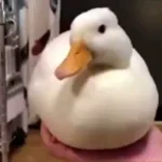 Disappearing Quack