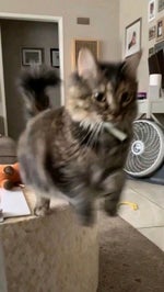 [free] hard playboi carti + wlr + f1lthy type beat punks alive