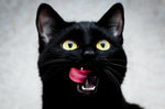 black cat
