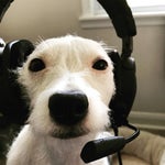 Let the Kitsune Guide You