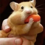 pq vc n da uma mamada seu arrombado