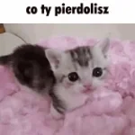 najman co ty pierdolisz