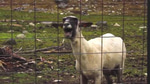 Screaming goat