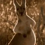 zoochosis chase theme phase 1
