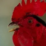 death metal rooster