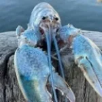 Jumper but slightly slowed (copy)