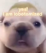 yes i am lobotomized