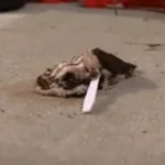 Happy Birthday to the Ground