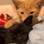 lz_4A2bYv95eIsQK0QA-FQ