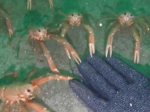 Curious Crabs Hand meme