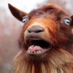 Goat Screaming - Sound