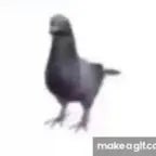 SWA LA LA LA (pigeon spins)