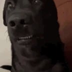 Deine Mutter ist schwarz