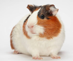 Guinea Pig Noises