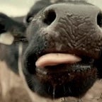 Sound_Ideas,_COW_-_SINGLE_COW_MOO,_ANIMAL_02