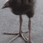 yap bird