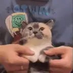 wobbily wiggily sped up