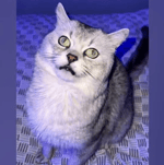 100 dollars or mystery gift cat