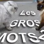 Paroles de Chat, le psychopathe du parking