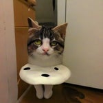 Where is food - Sound