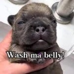 I am pibble