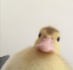 Pato cantando A Abertura De Kimetsu No Yaiba( Kimetsu No Pato )