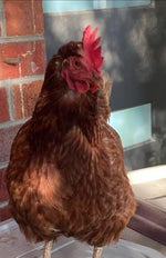 Roblox doors seek chase chicken beat remix