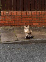 Error skill not found