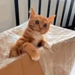 ay mi gatito meow meow