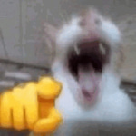 Cat Laughing At You