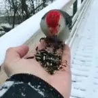 Red-Bellied woodpeckers...