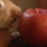 can i put my balls in yo jaws?