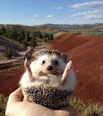 Rats Sewer Short QuickSounds