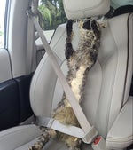 sweep gotta sweep - Sound