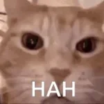 cat-laugh-meme-1