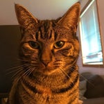 Kolosaurus Ordklasser 3