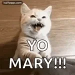 viva lejber mer/maltese