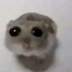 sad hampter