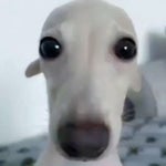 fart with reverb mpx