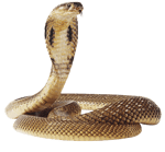 IM BODA CXOM AHHH AHHHA AAHHH