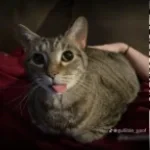 goo goo gaa gaa - Sound