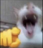 Cat laughing at you